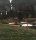 avvistamento lupo passo san pellegrino 12.5.17 dettaglio 120x134 Il ritorno del lupo in Val di Fiemme, incontro a Cavalese
