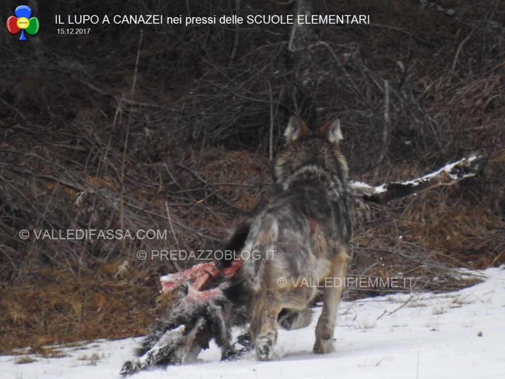 avvistamento lupo canazei valle di fassa scuole elementari3