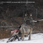 Canazei, il lupo mangia il muflone vicino alle Scuole Elementari