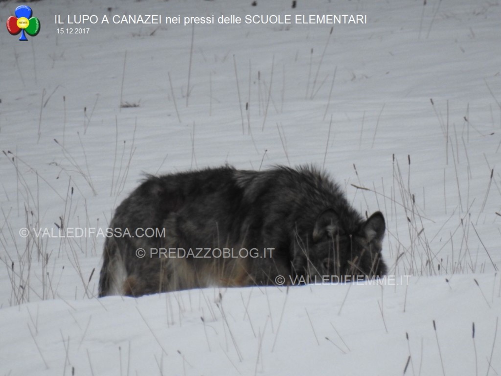 avvistamento lupo canazei valle di fassa scuole elementari4