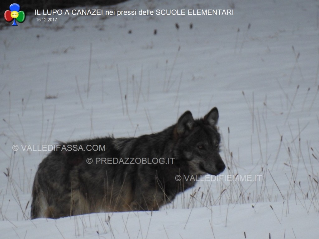 avvistamento lupo canazei valle di fassa scuole elementari5